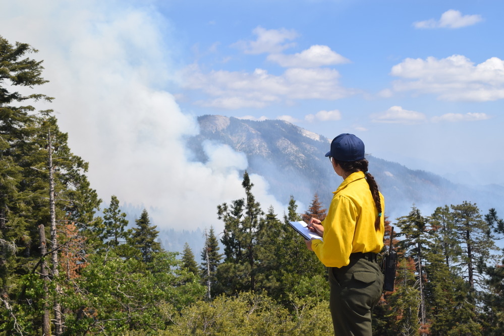 Managed prescribed fire in a woodland setting, reducing fuel loads and promoting biodiversity