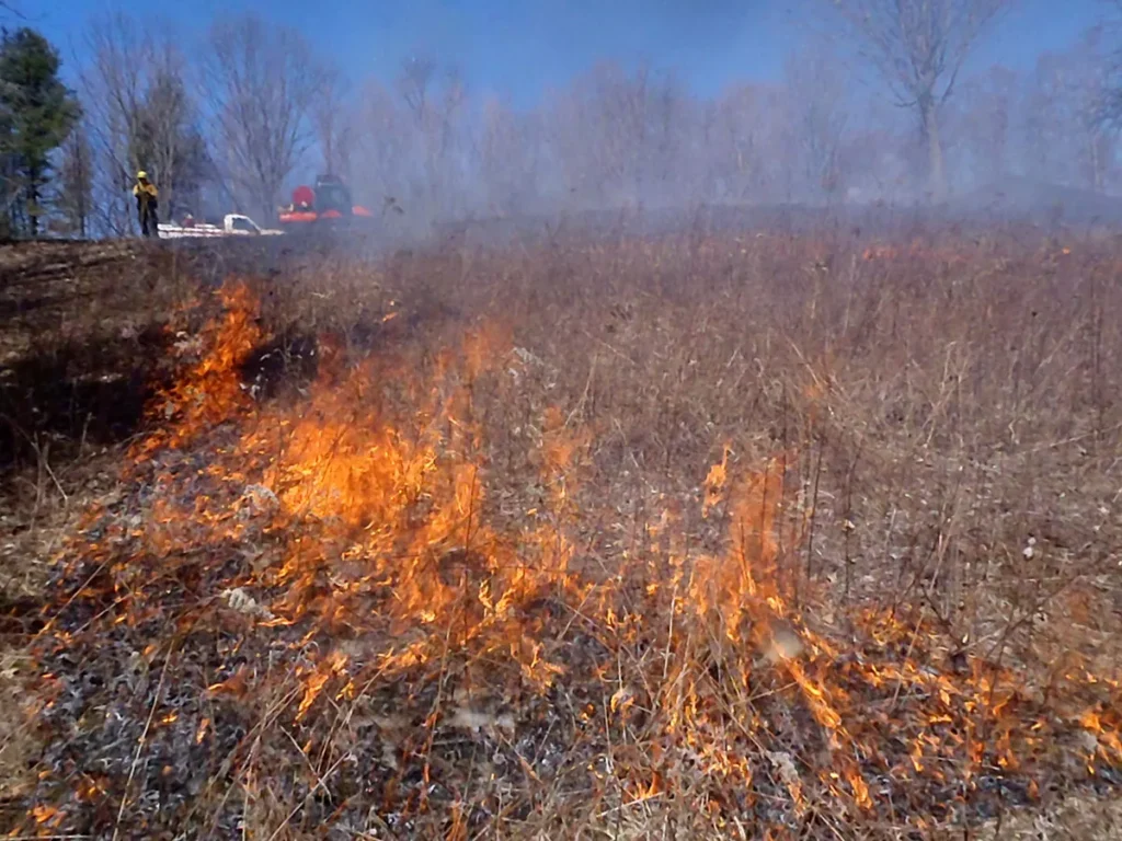Professionals conducting a safe prescribed fire in a forested area to prevent wildfires and promote biodiversity.