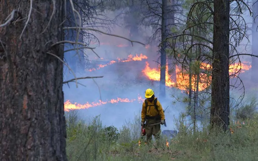 Firefighter in yellow gear monitoring a prescribed burn with flames and smoke in a pine forest at dusk