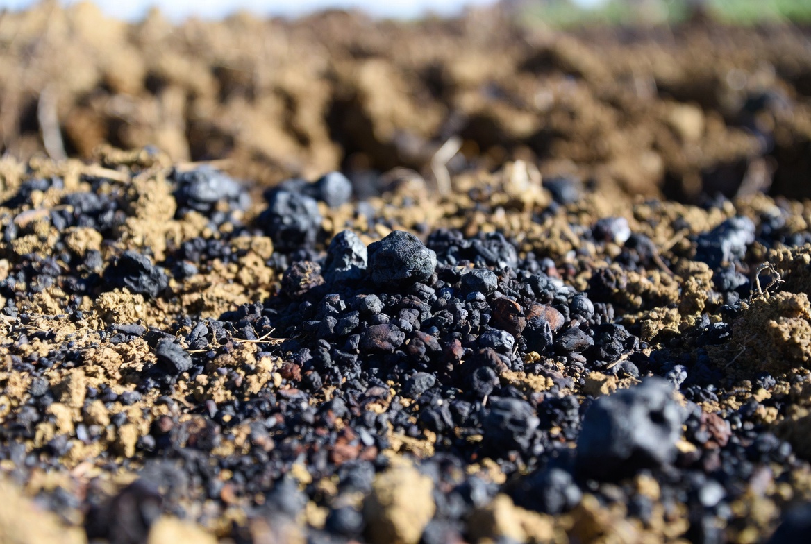 Biochar granules mixed into healthy agricultural soil demonstrating improved fertility and carbon storage by Conservation United insured producers